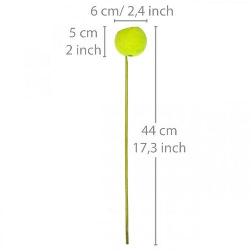 tételeket Harang csésze pálcikán Green Dried Exotics 15 db