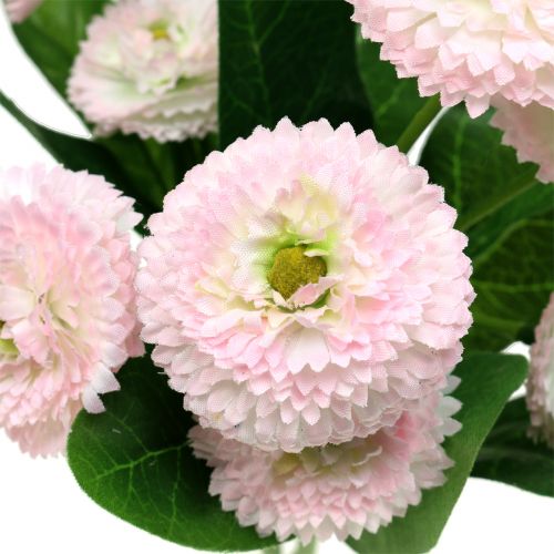 Floristik24 Bellisbund világos rózsaszín 24cm 2db