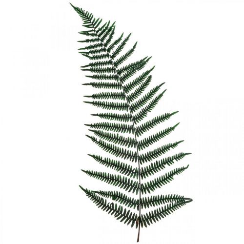tételeket Hegyi páfrány dekoratív páfrány tartósított páfránylevél zöld 45cm 20db