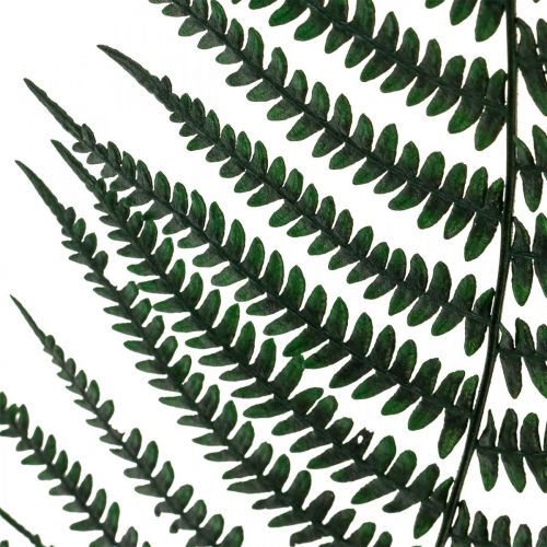 tételeket Hegyi páfrány dekoratív páfrány tartósított páfránylevél zöld 45cm 20db