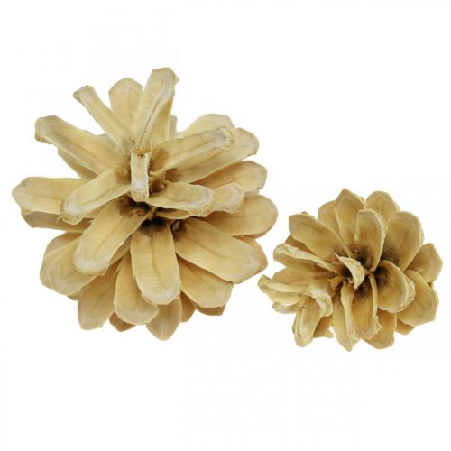 Floristik24 Hegyi fenyőtobozok kis krém 1kg