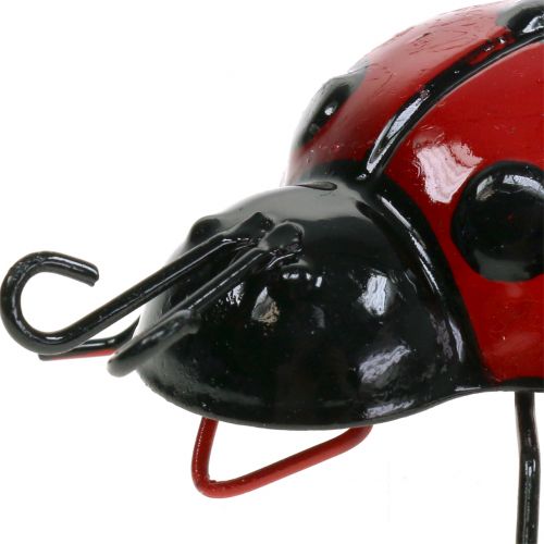 Floristik24 Katicabogár 10 cm