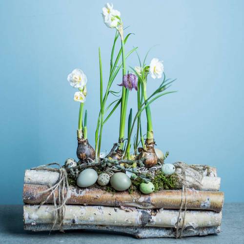 Floristik24 Nyírfaág kötegben természet 30cm 8 db