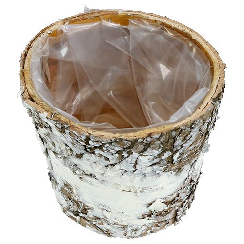 Floristik24 Nyírfa cserepes mini fehér cserepes ültető Ø7cm H7cm 10db