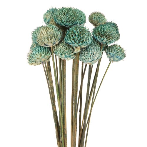 Floristik24 Fekete százszorszép Festett szárított virágok kék H38-40cm 20 db