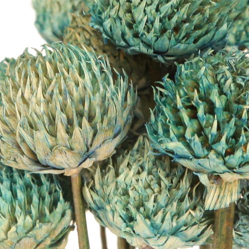 Floristik24 Fekete százszorszép Festett szárított virágok kék H38-40cm 20 db