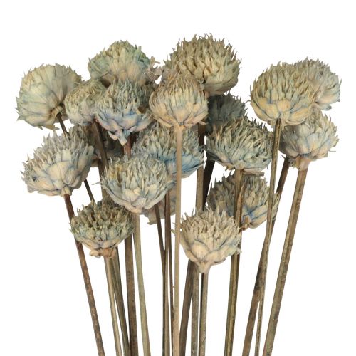 tételeket Vad százszorszép szárított virágok dekoráció kék zöld H36cm 20db