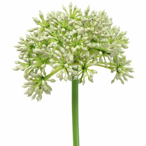 Floristik24 Allium műfehér 55cm