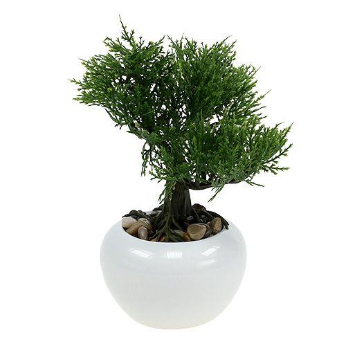Floristik24 Bonsai fa cserépben H20cm