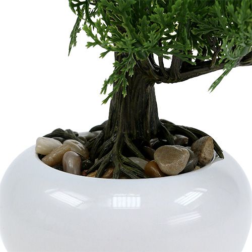 Floristik24 Bonsai fa cserépben H20cm