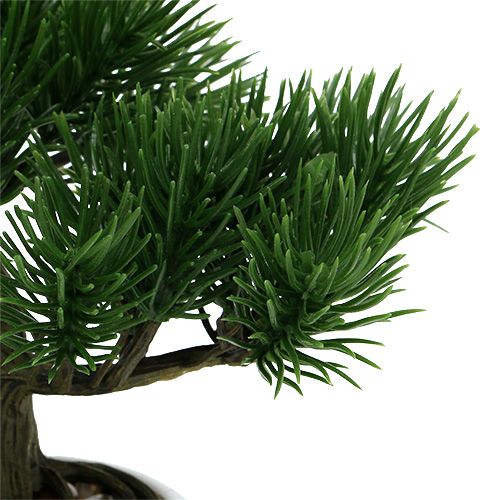 Floristik24 Bonsai fa cserépben 19cm 1db