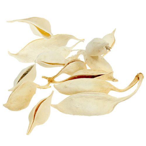 Floristik24 Brachyciton fehérített 500g