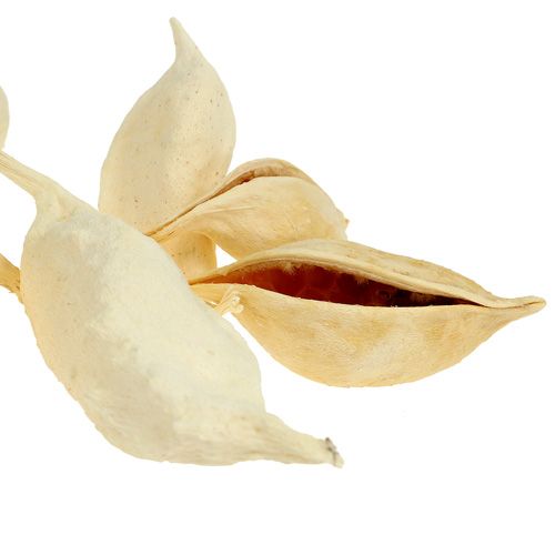 tételeket Brachyciton fehérített 500g