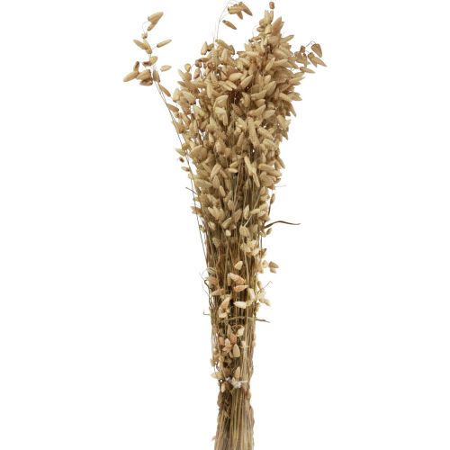 tételeket Szárított virág remegő fű natúr Briza díszfű 60cm 100g