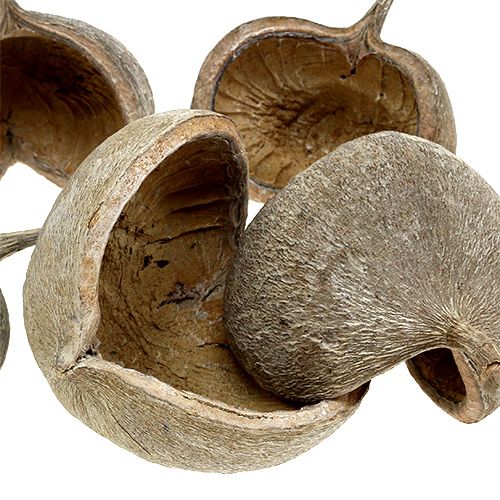 tételeket Buddha dió 8-10cm fehér mosott 10 db