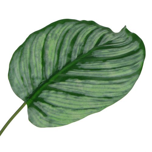 Floristik24 Díszlevél, Calathea levél 6db