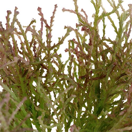 Floristik24 Calocephalus Rózsaszín/Zöld 21,5cm