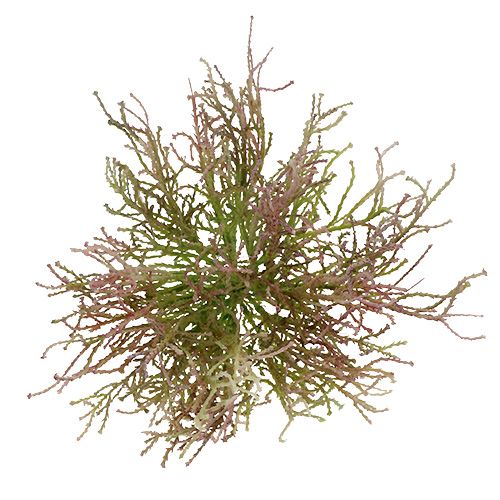 Floristik24 Calocephalus Rózsaszín/Zöld 21,5cm