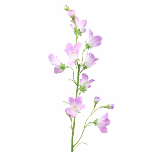 Floristik24 Mesterséges harangvirág Campanula Violet White 66cm