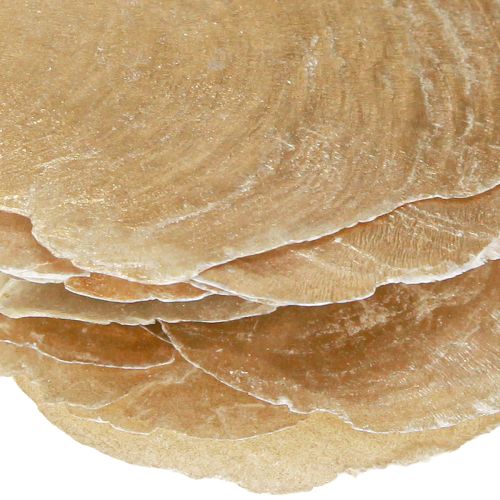 Floristik24 Capiz korongok natúr arany kagylóhéjban 60 db