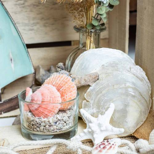 Floristik24 Capiz kagyló 500g