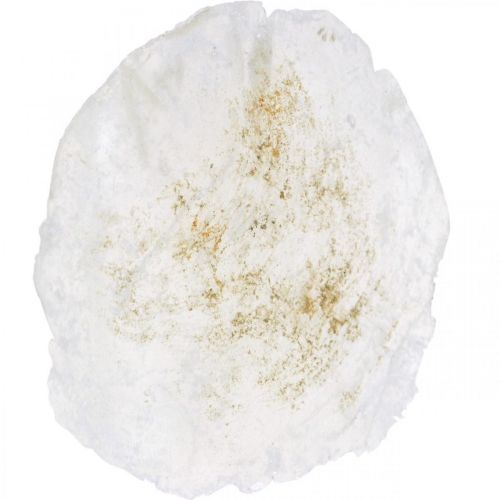 Floristik24 Tengerészeti, Capiz kagylók 5–10 cm, gyöngyház, természetes tárgy 1 kg