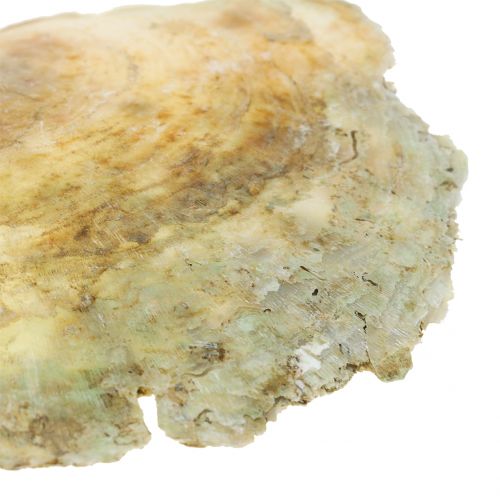 Floristik24 Capiz kagyló natúr 10cm – 14cm 1kg