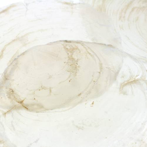 Floristik24 Capiz kagyló 250g