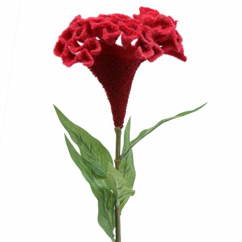 Floristik24 Celosia cristata kakaspír piros 72cm