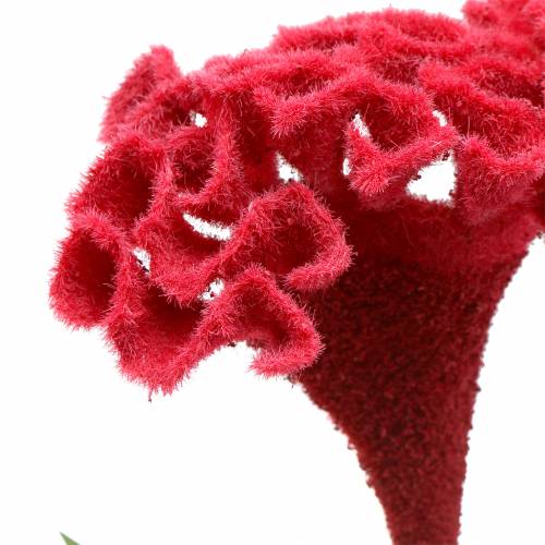 Floristik24 Celosia cristata kakaspír piros 72cm