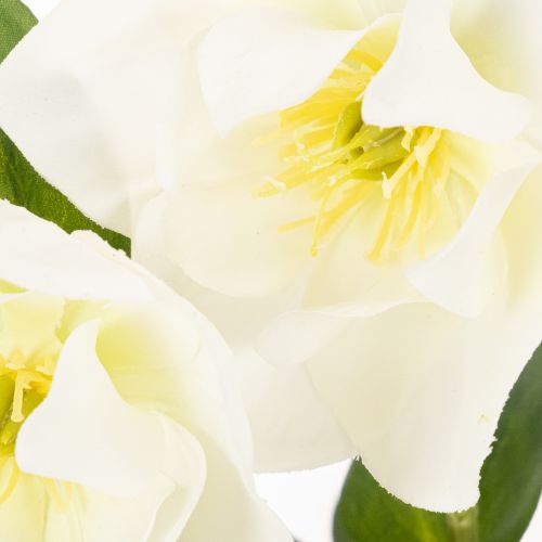 Műrózsa, cserepes virág, asztaldísz, 34cm | Floristik24.hu