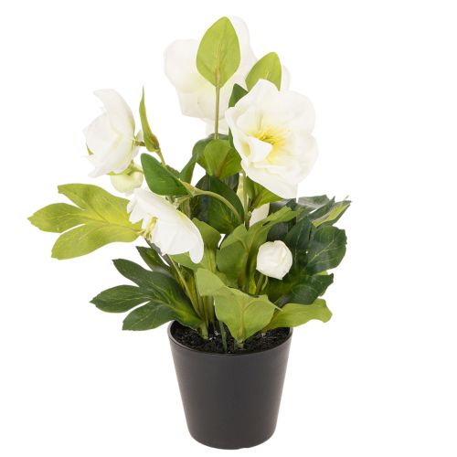 Műrózsa, cserepes virág, asztaldísz, 34cm | Floristik24.hu