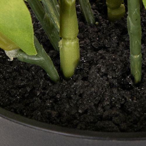 Műrózsa, cserepes virág, asztaldísz, 34cm | Floristik24.hu