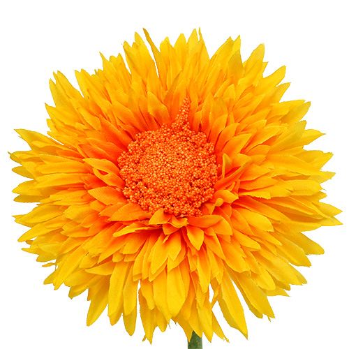 Floristik24 Krizantém Teddy 63cm aranysárga