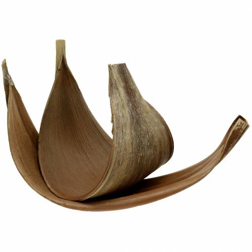 Floristik24 Kókuszpálma levél Galara ívelt