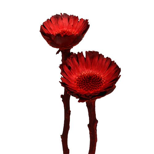 Floristik24 Compacta rozetta piros 40 db