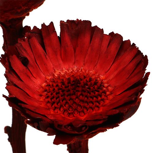 tételeket Compacta rozetta piros 40 db