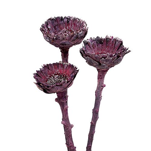 tételeket Compacta Rosette Frosted Blackberry 20 db