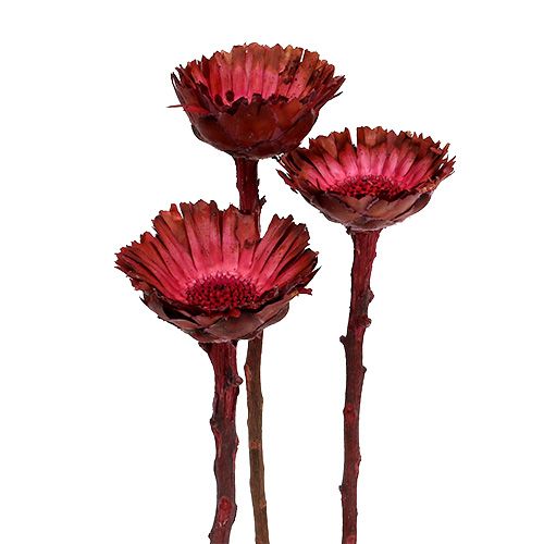 Compacta Rosette Erika 40 db