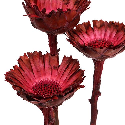 tételeket Compacta Rosette Erika 40 db