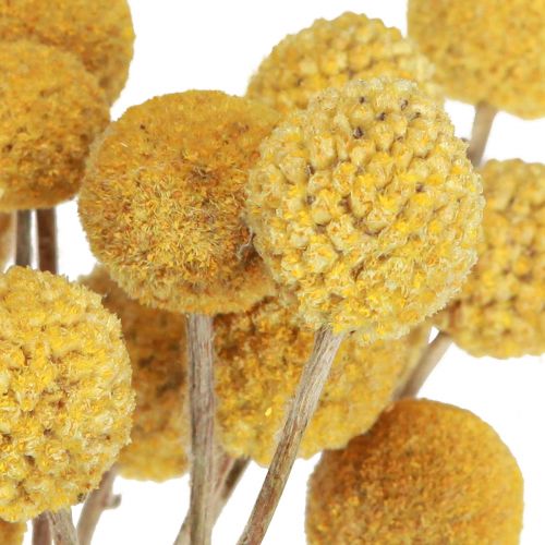 Floristik24 Craspedia alsócomb száraz dekoráció natúr 45cm 25 db