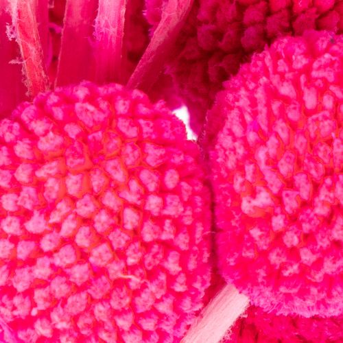 Craspedia szárított virágcsokor virágkötészethez, 55cm, 20 darab | Floristik24.hu