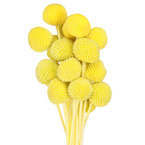 Craspedia sárga-zöld szárított virágok barkács dekorációhoz 50-55cm 20db