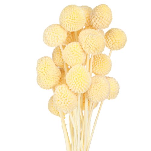 tételeket Craspedia szárított virágok krémdekoráció 20 db 50-55cm
