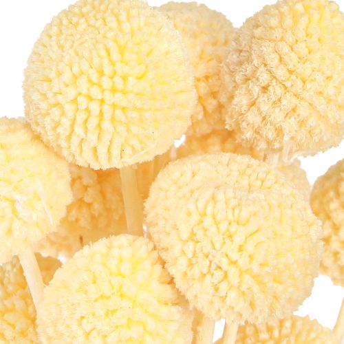 tételeket Craspedia szárított virágok krémdekoráció 20 db 50-55cm