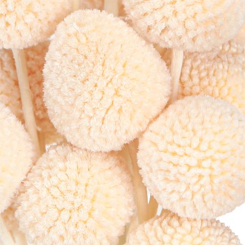 tételeket Craspedia őszibarack szárított virágok alsócomb 20 db 50-55cm