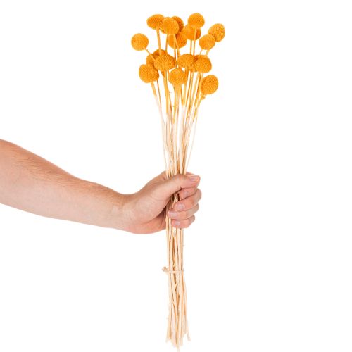 Craspedia szárazvirág csokor 55cm 20db | Floristik24.hu