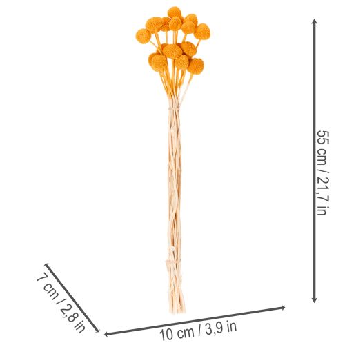 Craspedia szárazvirág csokor 55cm 20db | Floristik24.hu