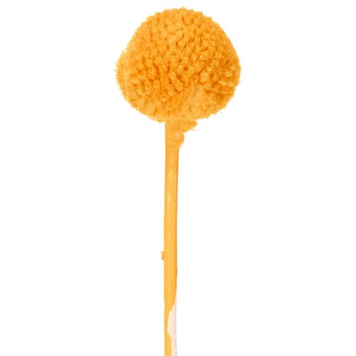 Craspedia szárazvirág csokor 55cm 20db | Floristik24.hu