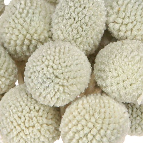 Floristik24 Craspedia szárított alsócomb szürke 50-55cm 20db